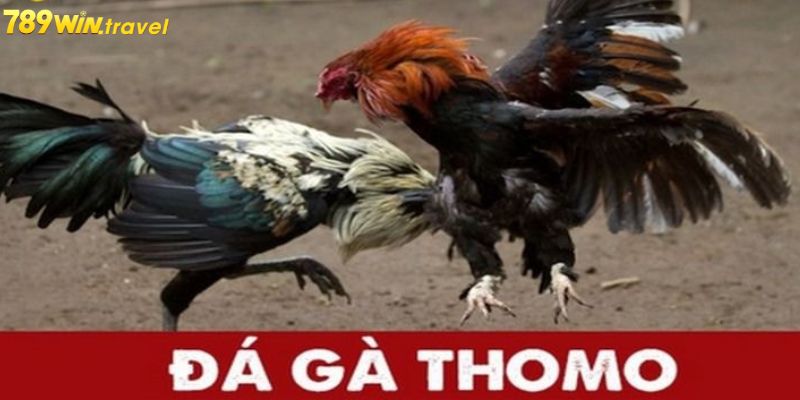 Khái niệm chung về đá gà thomo