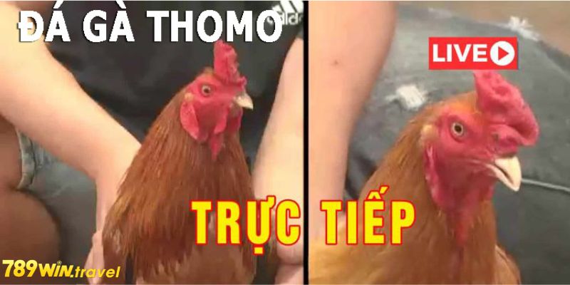 Xem trực tiếp đá gà thomo