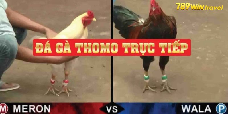 Các cửa đặt cược đá gà thomo