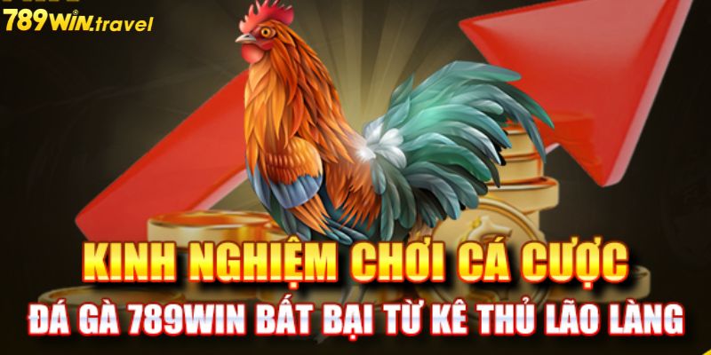 Những lưu ý và kinh nghiệm đá gà online từ chuyên gia